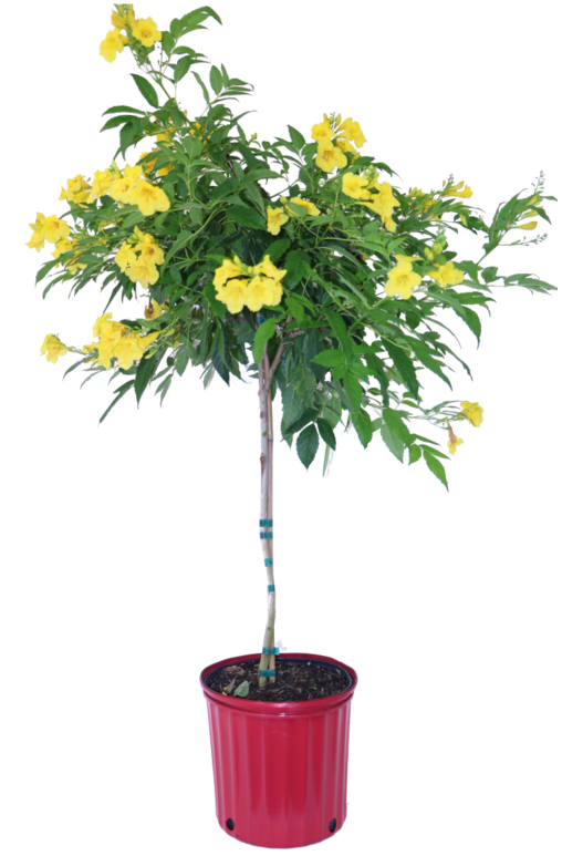 Tecoma Esperanza Stans